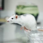 Lab Rats to Microchips: FDA’s Regulatory Shakeup Opens Gate for Non-Animal Drug Testing