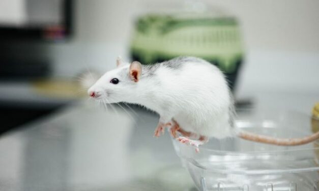 Lab Rats to Microchips: FDA’s Regulatory Shakeup Opens Gate for Non-Animal Drug Testing