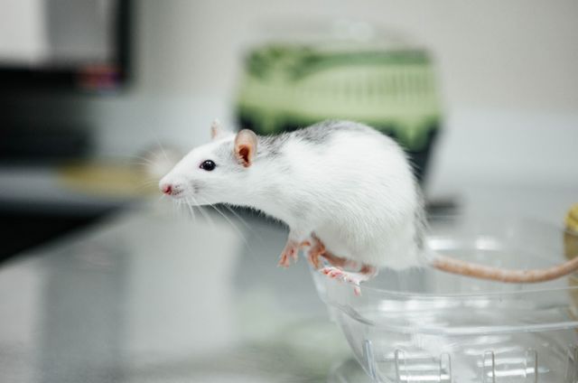 Lab Rats to Microchips: FDA’s Regulatory Shakeup Opens Gate for Non-Animal Drug Testing