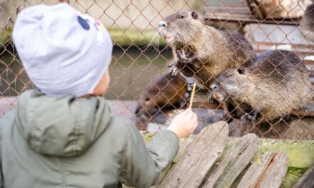 Brews, Brats, and Flamingos: L.A. Zoo’s Zootoberfest Is Back With Unlimited Fall Vibes