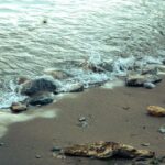 18 Million Pounds and Counting: How Thousands of Volunteers Saved Santa Monica’s Shoreline This Weekend 
