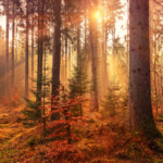 U.S. Autumn Foliage Destinations Prepare for a Busy Peak-Color Weekend