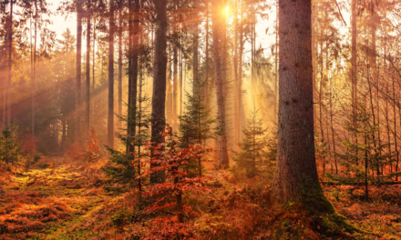 U.S. Autumn Foliage Destinations Prepare for a Busy Peak-Color Weekend