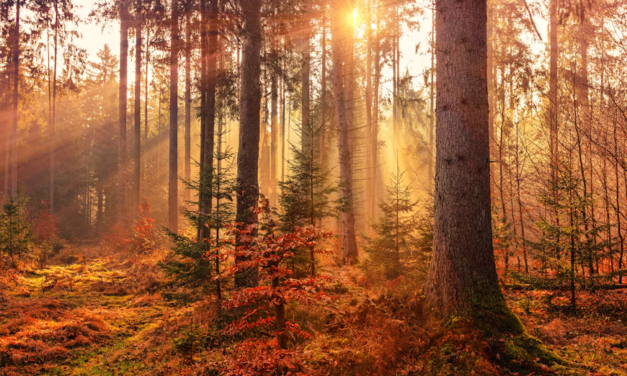 U.S. Autumn Foliage Destinations Prepare for a Busy Peak-Color Weekend