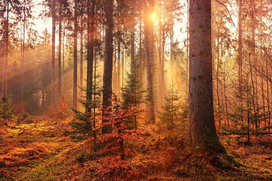 U.S. Autumn Foliage Destinations Prepare for a Busy Peak-Color Weekend